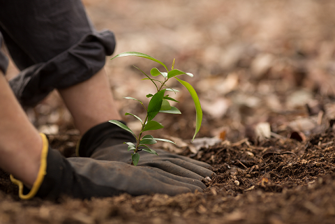 Planting a seedling tree shutterstock_212768245.png